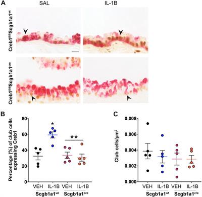 Club cell CREB regulates the goblet cell transcriptional network and pro-mucin effects of IL-1B